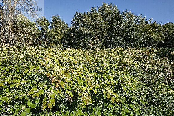 Flowering Japanese Knotweed (Fallopia Japonica)  an invasive piece in a forest clearing in Ystad  Scania  Sweden  Scandinavia  Europe