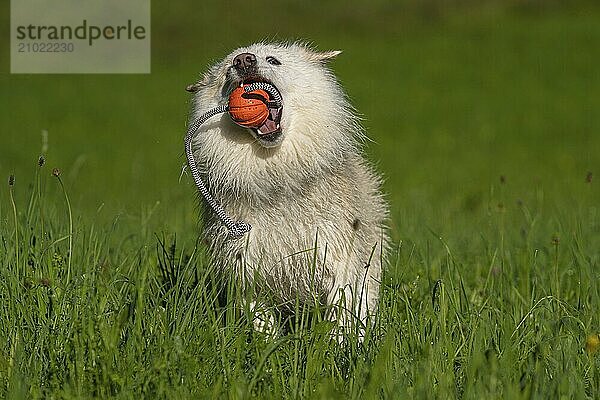 Retrieving Icelandic Hound