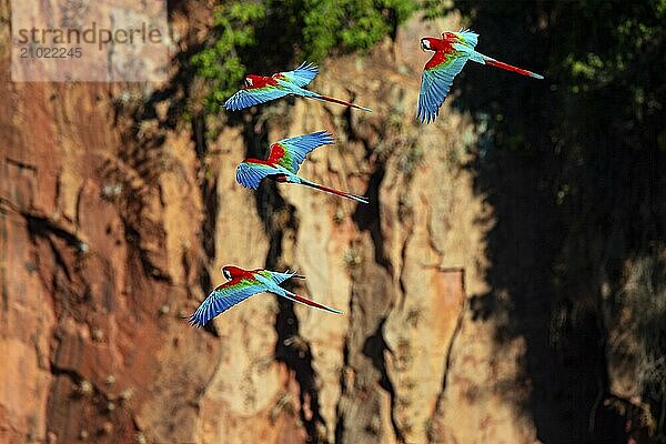 Red-and-green macaw (Ara chloropterus) Buraco das Araras Brazil