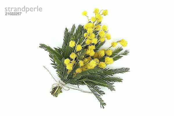 Bouquet of yellow mimosa flowers tied with natural jute twine isolated on white background