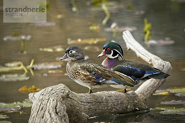 A wood duck couple is perched on a fallen piece of deadwood in Coeur d'Alene  Idaho