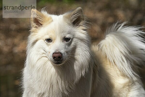 Portrait of my Icelandic dog