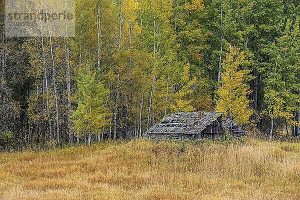 An old run down barn sits before a grove of trees in autumn in north Idaho