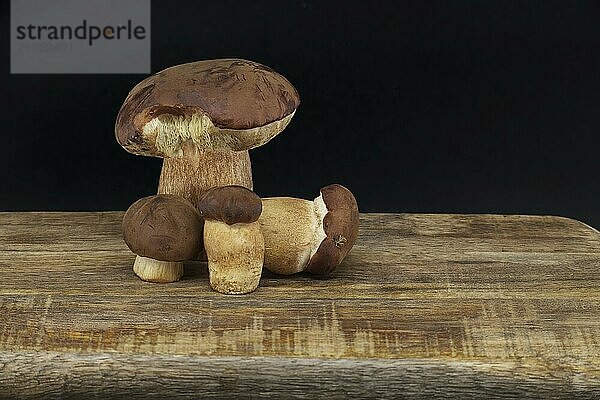 Boletus pinophilus  commonly known as the pine bolete or pinewood king bolete over black background  full depth of field