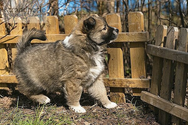 Six-week-old puppy (Icelandic dog)