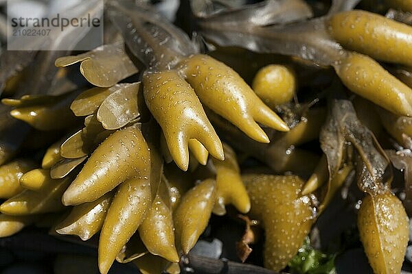 A close up of rockweed in the tidepools of the north hetty in Ocean Shores  Washington