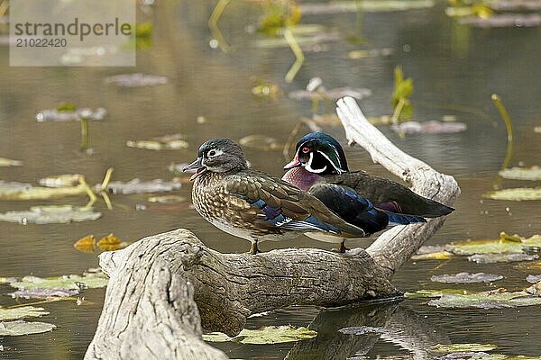 A wood duck couple is perched on a fallen piece of deadwood in Coeur d'Alene  Idaho