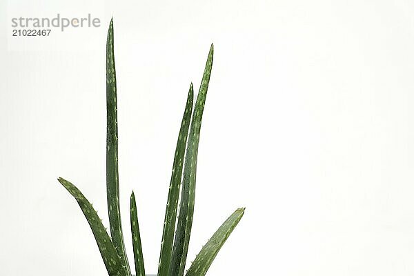 Close-up of an aloe vera plant isolated on a white background with copy space