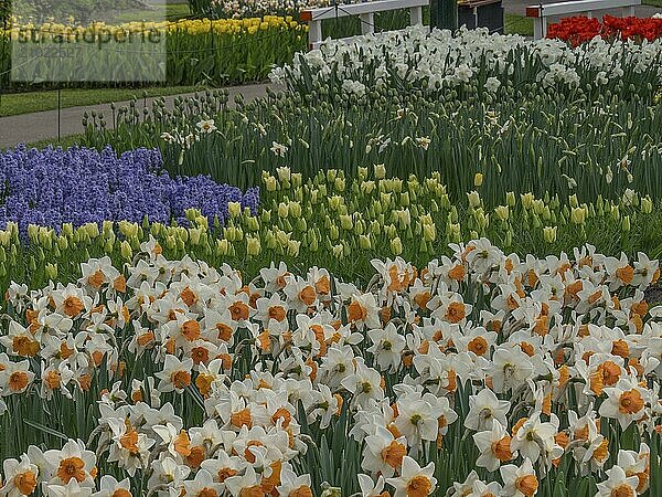 Flower bed with daffodils  tulips and hyacinths in various colours  Amsterdam  Netherlands