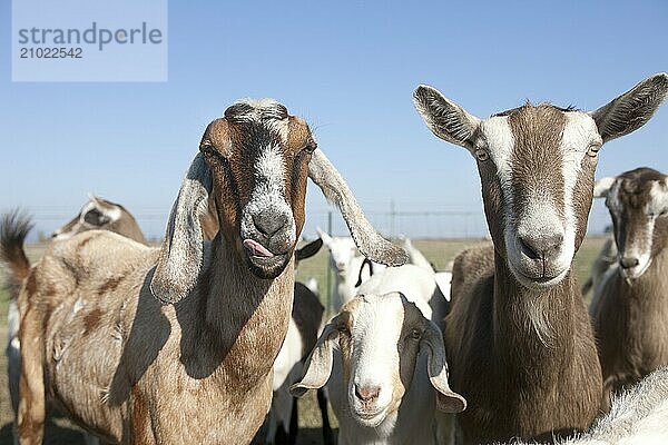 A couple of goats seemingly mug for the camera in Hayden  Idaho