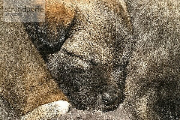 Four-week-old puppy (Icelandic Hound breed)