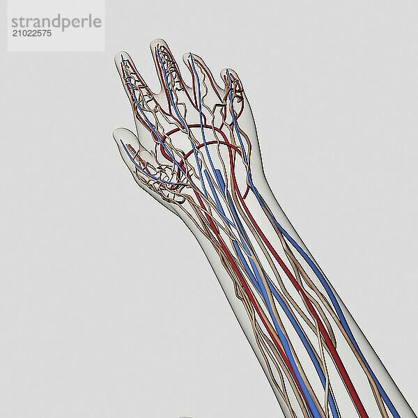 Medical illustration of arteries  veins and lymphatic system in human hand and arm