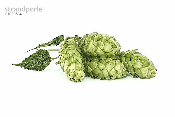 Fresh green hops cones in close up isolated on white background  full depth of field. Humulus lupulus seed cones  beer ingredients  herbal natural medicine