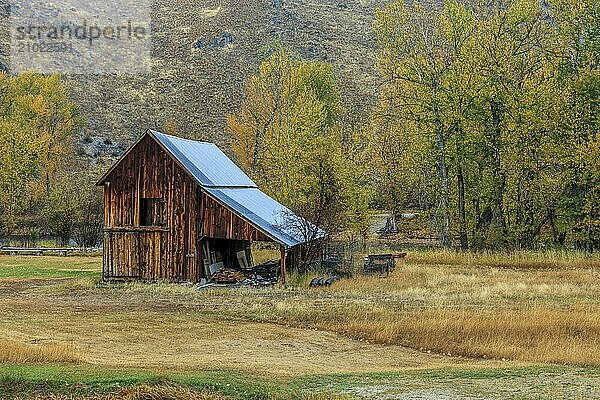 An old barn by yellowing trees in Autumn in western Montana