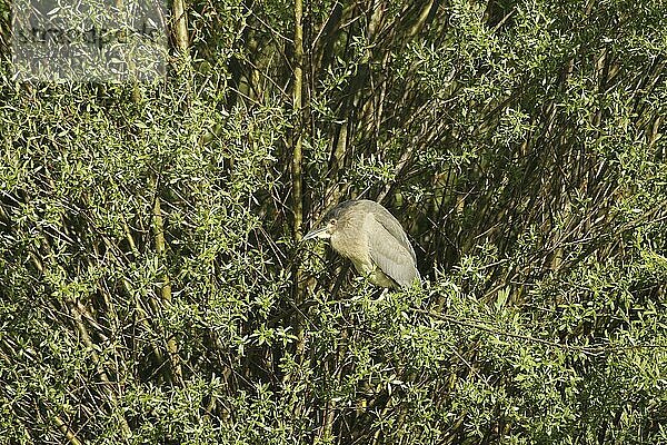 Black crowned night heron (Nycticorax nycticorax) Allgäu  Bavaria  Germany  Allgäu  Bavaria  Germany  Europe