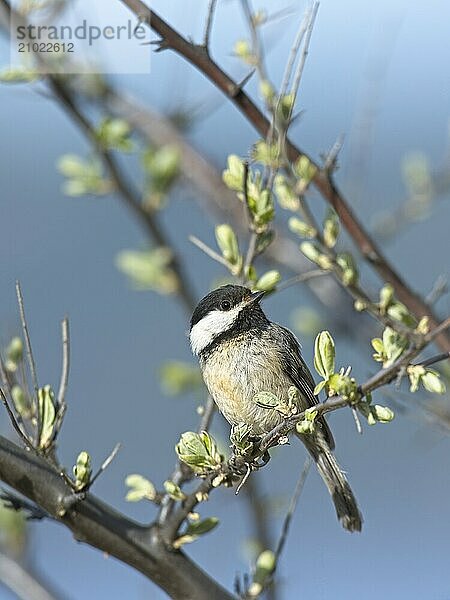 A portraiture of a small black capped chickadee songbird perched on a twig in Coeur d'Alene  Idaho