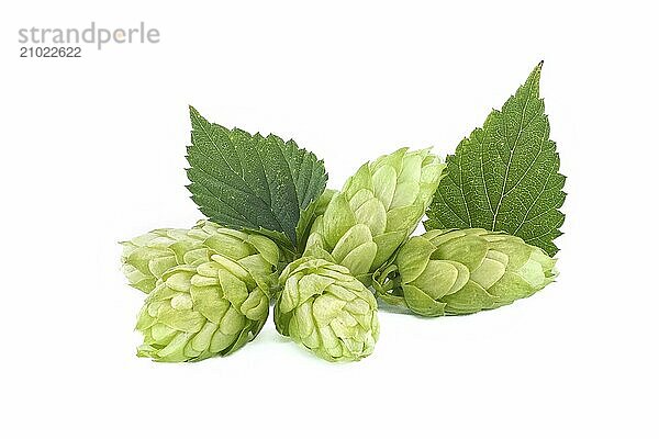 Fresh green hops cones in close up isolated on white background  full depth of field. Humulus lupulus seed cones  beer ingredients  herbal natural medicine