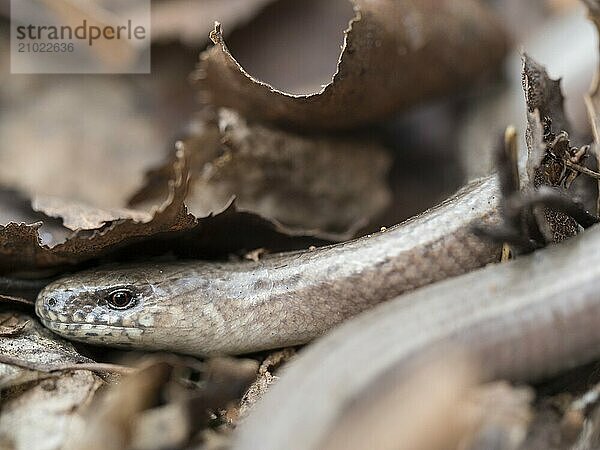 A western slow worm hides under old leaves