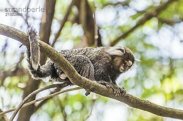 Beautiful marmoset monkey (Callithrix jacchus) found in large quantities in the city of Salvador in Brazil