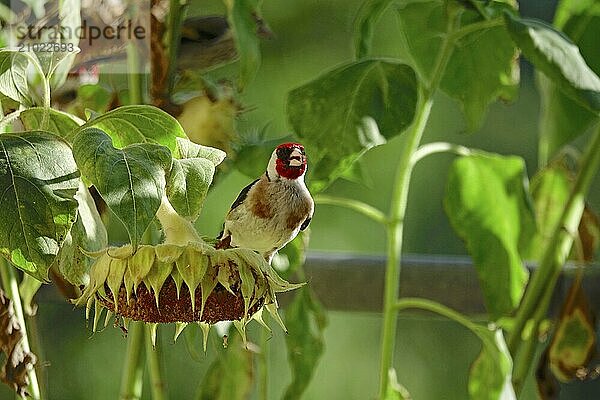 Goldfinch  Summer  Saxony  Germany  Europe