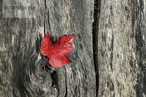 A red leaf in autumn lays on a tree trunk at the Finch Arboretum  in Spokane  Washington USA