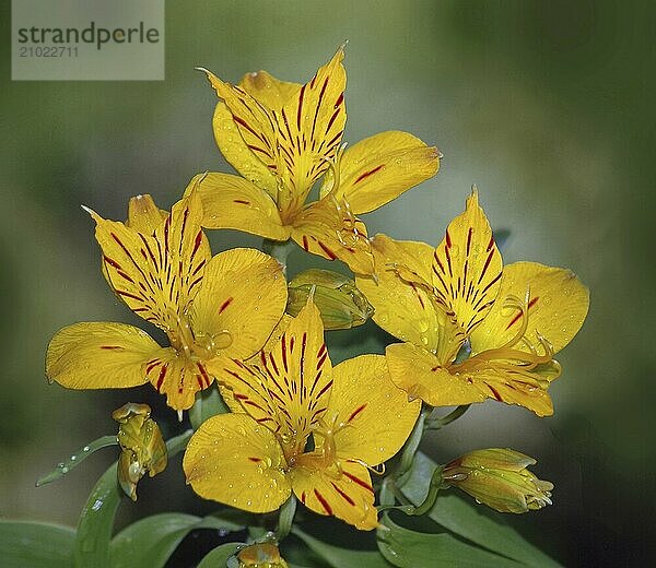 Peruvian lily  the yellow Alstromeria aurantiaca flower