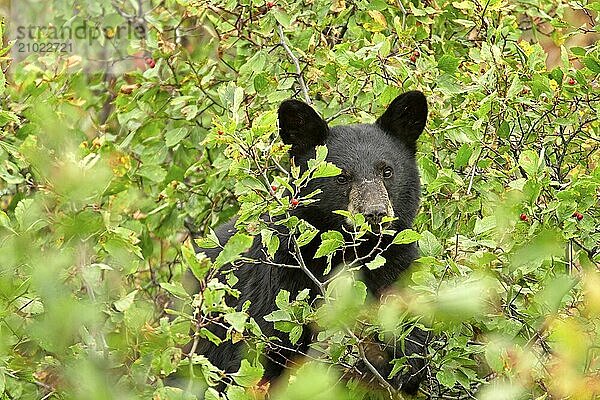 A small black bear cub is in the bushes eating berries in western Montana