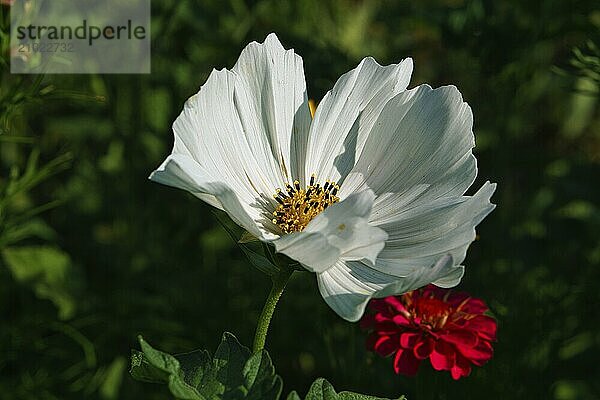 White flower with beautiful petals individually depicted on a flower meadow. The flower in meadow bokeh