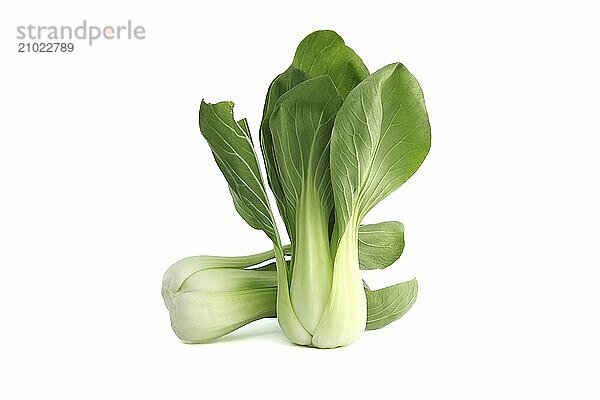 Pak choi  also known as bok choi or pok choi type of Chinese cabbage isolated on white background