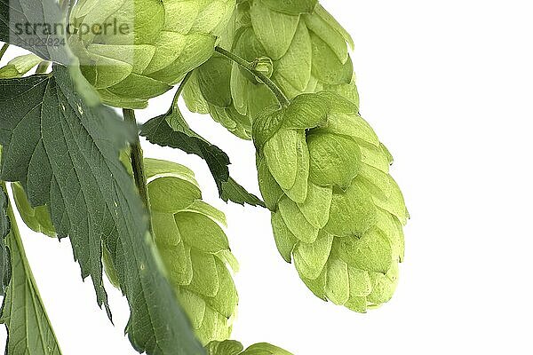 Fresh green hops branch  isolated on a white background. Hop cones with leaf