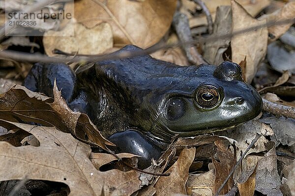 The American bullfrog (Lithobates catesbeianus)  often simply known as the bullfrog in Canada and the United States  is a large true frog native to eastern North America