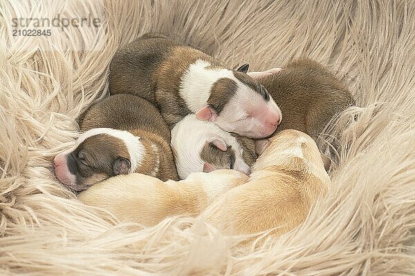 Four-day-old puppies (Icelandic dogs)