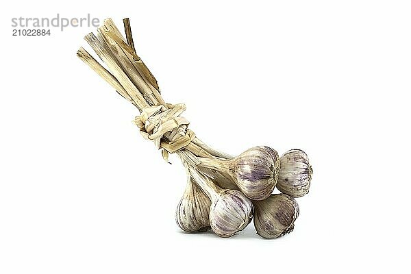 Braided garlic bulbs ready for storage isolated on white background