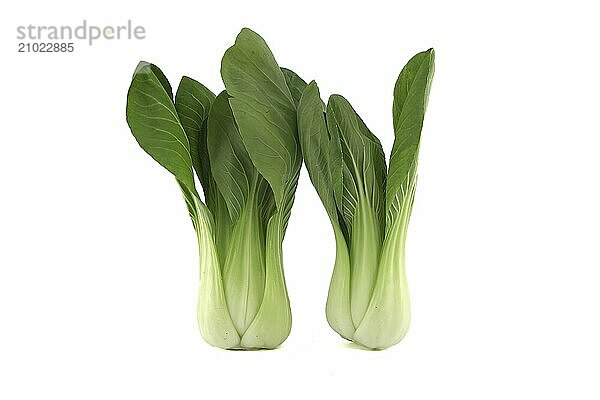 Bok choy  also known as pak choi or pok choi type of Chinese cabbage isolated on white background