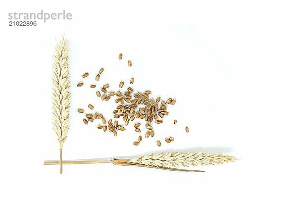 Close-up of ears of wheat and scattered wheat grains isolated on a white background