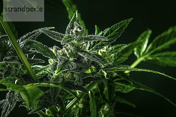 Cannabis plant with green leaves and white flowers  with trichomes and yellow stigmas  almost ready for harvest  a macro shot on a dark background