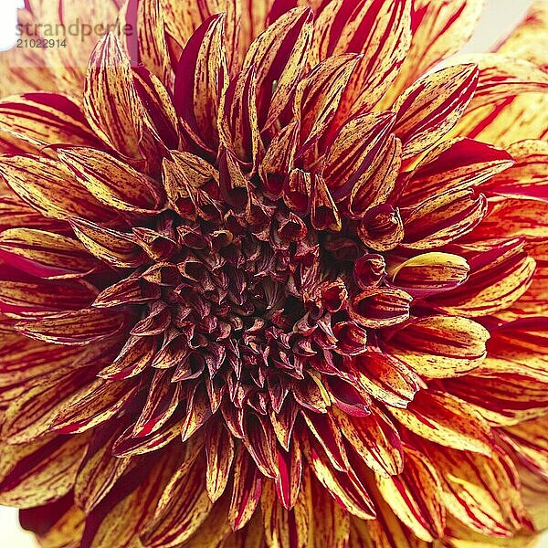 A close up photo of the center part of a dalhia flower at Manito Park in Spokane  Washington