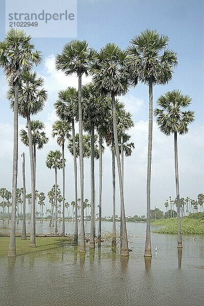 Palms in the lake  Tamil Nadu  South India