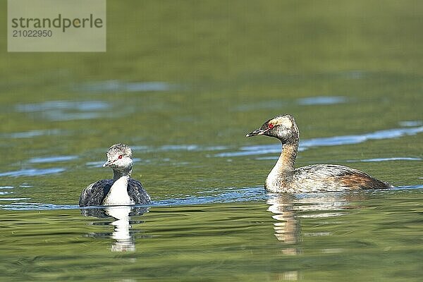 A horned grebe couple swim together in the calm water in north Idaho