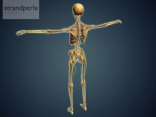 Back view of human skeleton with nervous system  arteries and veins