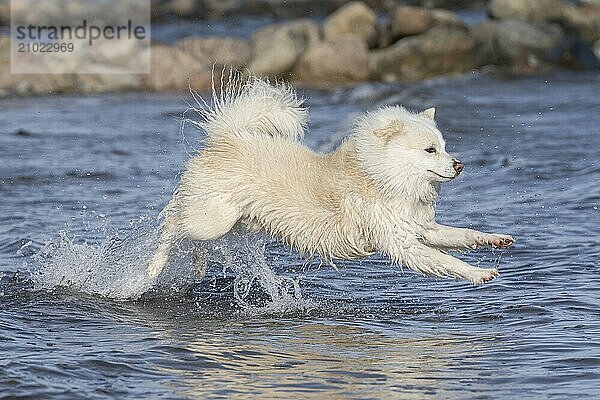 With my Icelandic dog at the Baltic Sea