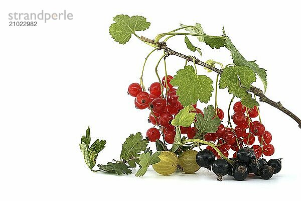 Fresh ripe redcurrant on a branch near blackcurrant  white currant and gooseberry isolated on a white background