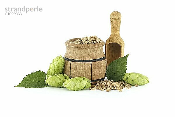 Wooden bucket filled with grains and fresh green hops cones isolated on white background  beer brewing ingredients