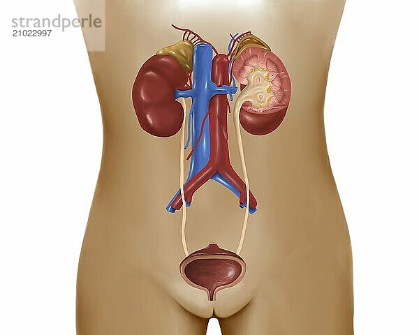 Anatomy of female urinary system