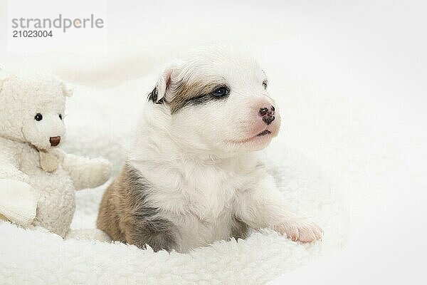 3 week old Icelandic puppy