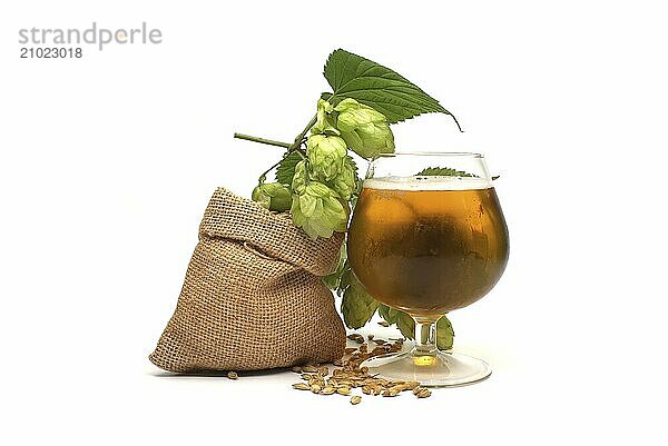 Beer or beverage still life with a sprig of green hops and barley spilling from a hessian bag alongside an elegant glass of chilled lager or draft with frothy head over a white background