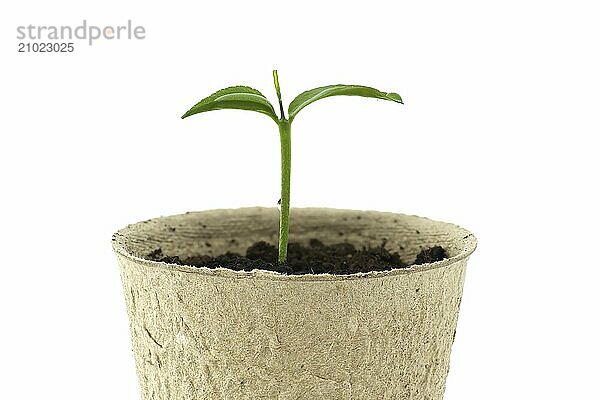 Small green seedling sprouting from dark brown soil contained within a round  light brown biodegradable pot isolated on white background