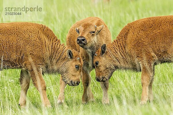 Some bison calves interacting with each other near Custer  South Dakota