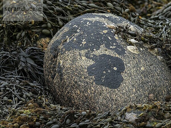 Knotted seaweed next to a rock on the Norwegian coast