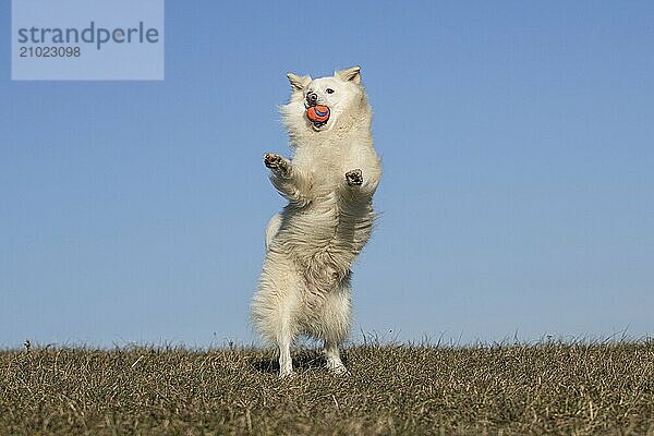 Ball games with my Icelandic dog